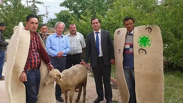 Damızlık koçlar sahiplerini buldu