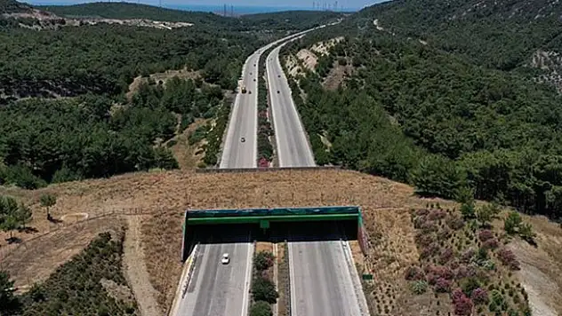 Danıştay'dan ölümlü kaza için karar: Karayolları mı domuzlar mı kusurlu?