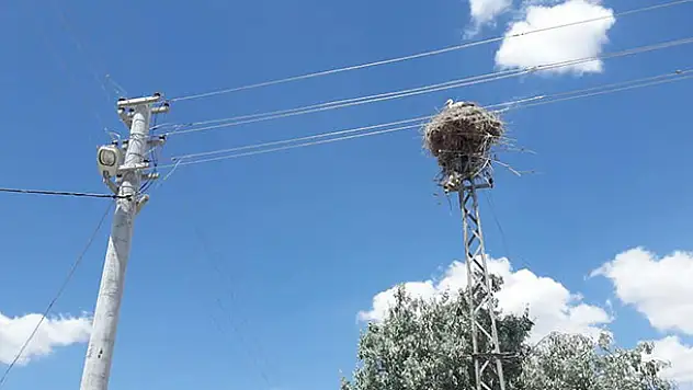 Demir elektrik direği leyleklere yuva olarak bırakıldı