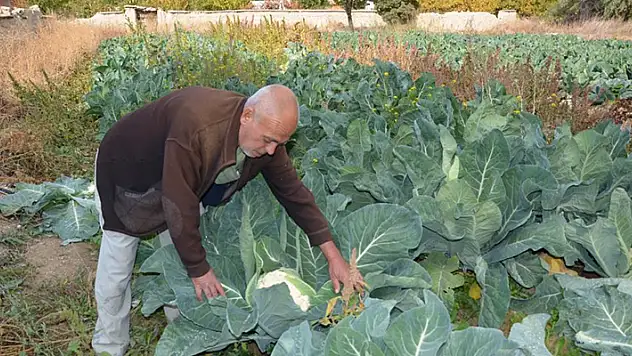 Deneme amaçlı karnabahar dikti, şimdi siparişlere yetişemiyor
