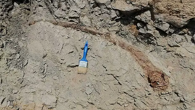 Denizli'de 17 milyon yıl öncesine tarihlenen fil dişi fosili bulundu