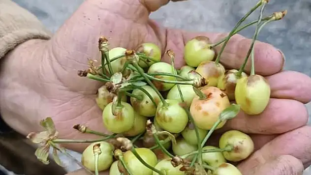 Denizli'de dolu kiraz ve kayısı bahçelerini vurdu
