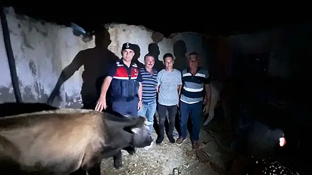 Denizli'den kaybolan büyükbaş hayvanlar Aydın'da bulundu
