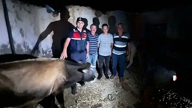 Denizli'den kaybolan büyükbaş hayvanlar Aydın'da bulundu
