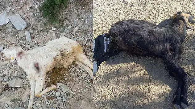 Denizli'de vahşet: Kurşunlanan 10 keçi telef oldu
