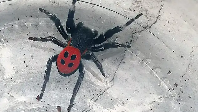 Denizli'de zehirli uğur böceği örümceği görüldü
