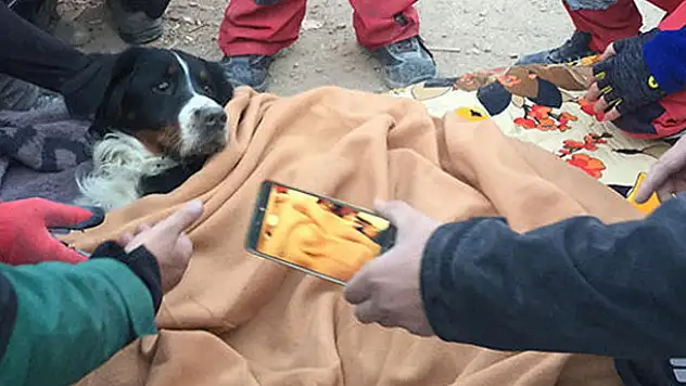 Depremde enkazda kalan köpek 65 saat sonra kurtarıldı