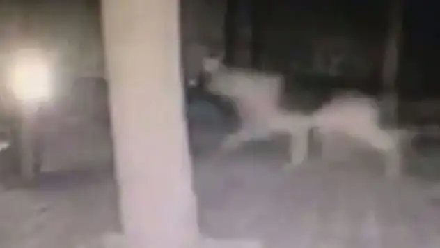 Depremden 4 dakika önce çekilen şok görüntüler!