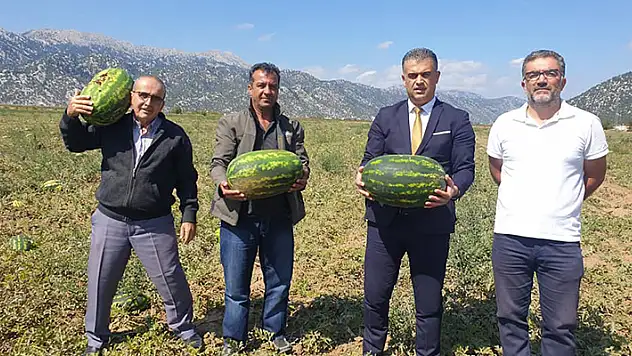 Derebucak Belediye Başkanı Kısa, ilçedeki karpuz ekili alanlarda incelemede bulundu
