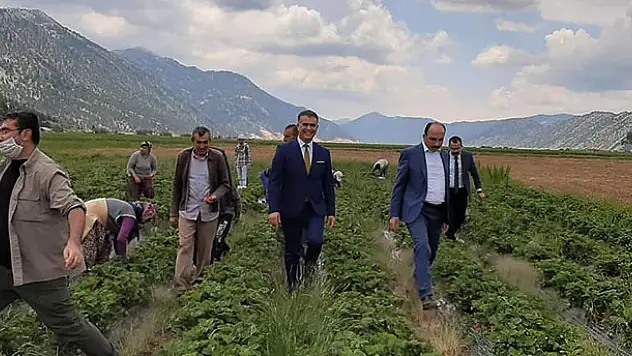 Derebucak'ta çilek hasadı başladı