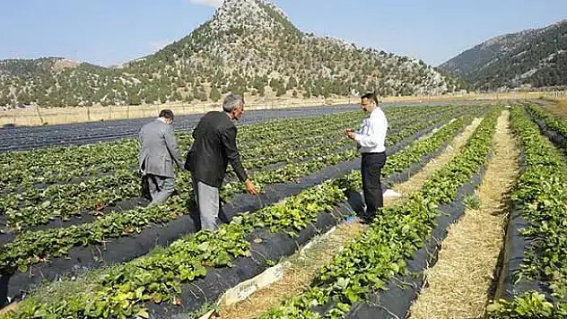 Derebucak'ta Çilek ve Fasülye üretimi hız kazandı