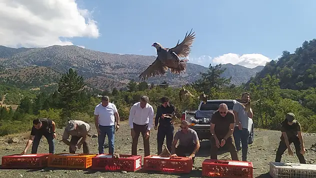Derebucak'ta doğaya 800 kınalı keklik bırakıldı
