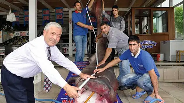 Dev köpek balığı kanser hastalarına şifa olacak