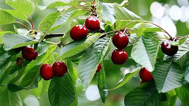 Dev projenin startı verildi!