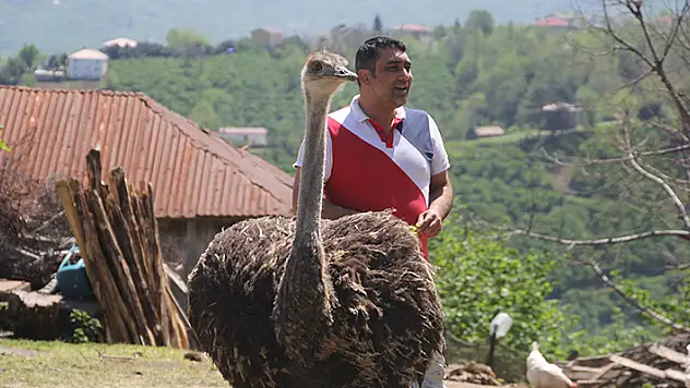 Devekuşu firarda: Ordu'da mahalle gezisine çıkan devekuşu tebessüm ettirdi
