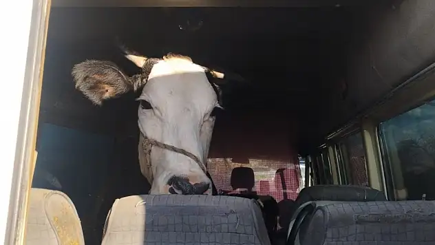 Didim'den kaçan hayvan hırsızları Konya'da yakalandı