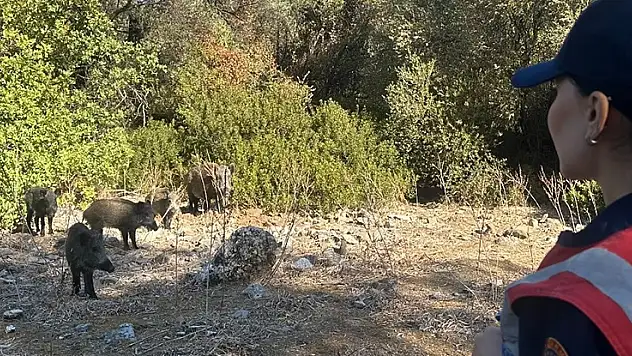Dilek Yarımadası'nda jandarma denetimi