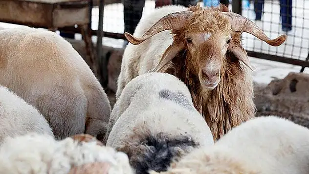 Diyanet vekalet yolu ile kesilecek kurban ücretlerini açıkladı
