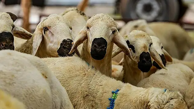 Diyanetten 'bayram namazı öncesi kesilen kurbanlar geçersizdir' uyarısı
