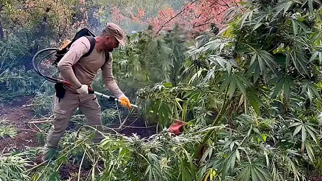 Diyarbakır'da 1 yılda 102 milyon kök kenevir bitkisi ile 47 ton esrar ele geçirildi

