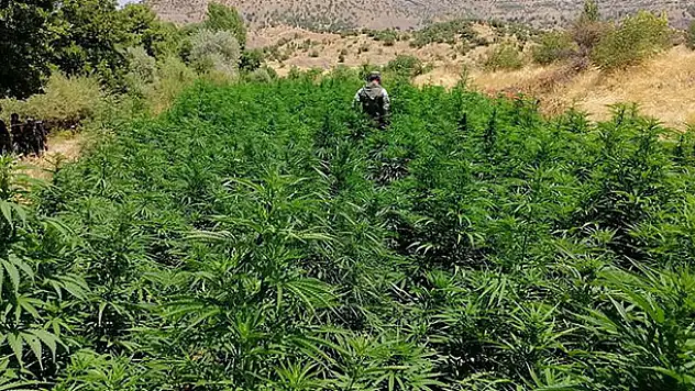 Diyarbakır'da 10 milyon kök Hint keneviri ele geçirildi