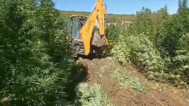 Diyarbakır'da 15 milyon 882 bin kök kenevir ile 2,5 ton esrar ele geçirildi
