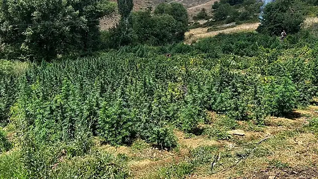 Diyarbakır'da 2 milyon 200 kök kenevir ile 269 bin kök skunk ele geçirildi
