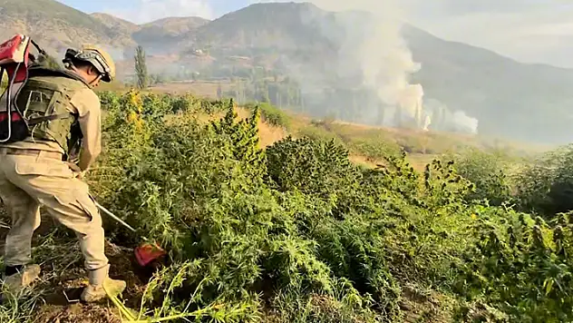 Diyarbakır'da 6 milyon 836 bin kök kenevir ve skunk ile 627 kilo esrar ele geçirildi 7 kişi tutuklandı
