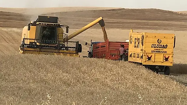 Diyarbakır'da buğday verimi uzun yıllar ortalamasına göre dekarda yüzde 23 arttı

