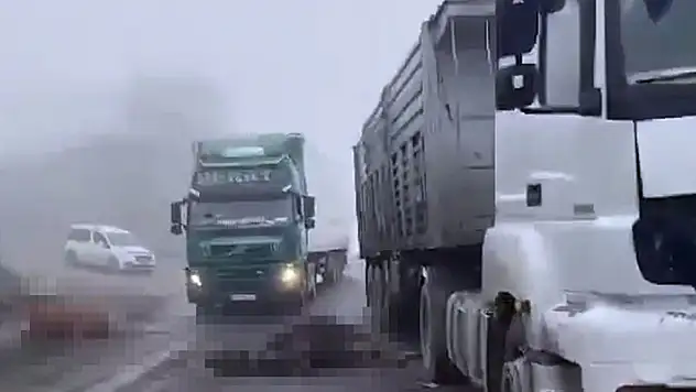 Diyarbakır'da tırın çarptığı sürüdeki 7 inek telef oldu

