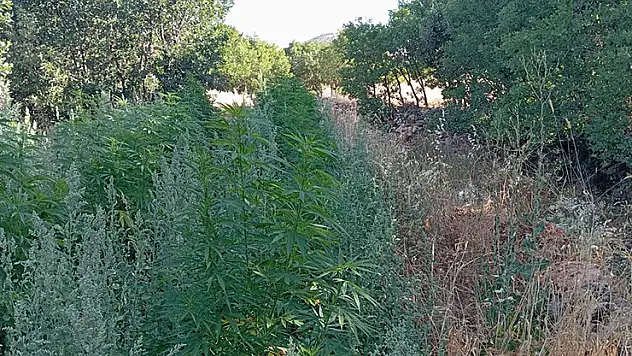 Diyarbakır'da 22 bin kök kenevir bitkisi ile 12 kilo esrar ele geçirildi