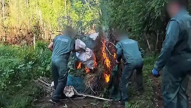 Diyarbakır'da 5,3 ton esrar üretilebilecek 30 bin kök kenevir ele geçirildi