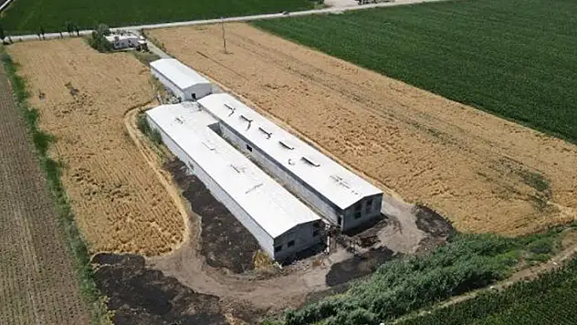 Diyarbakır'da çiftlikte çıkan yangında 12 bin 500 tavuk öldü
