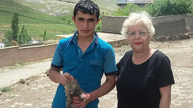 Doğa dostu genç, kurt yavrusuna sahip çıktı