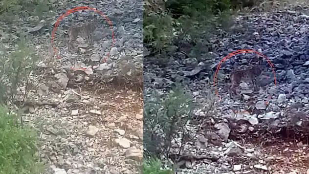 Doğa düşmanları nedeniyle nesli tükenme tehdidi altında! Konya'da vaşak görüntülendi
