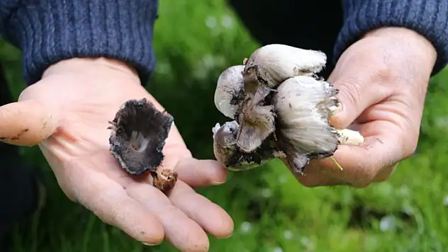 Doğadan toplanan mantarlara dikkat
