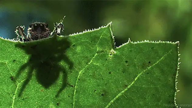 Doğanın en etkileyici hareketli fotoğrafları