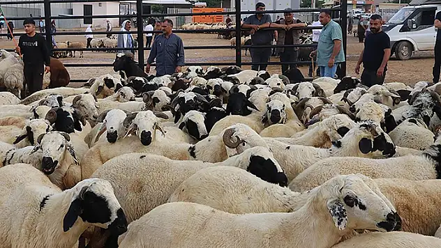 Doğu Anadolu'daki 4 ilden diğer illere 155 bini aşkın kurban sevk edilecek
