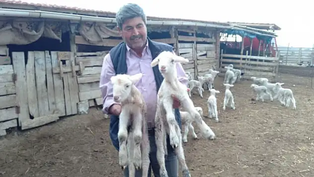 Doğumda annesini kaybeden kuzu, 'Anne, anne' diye meliyor