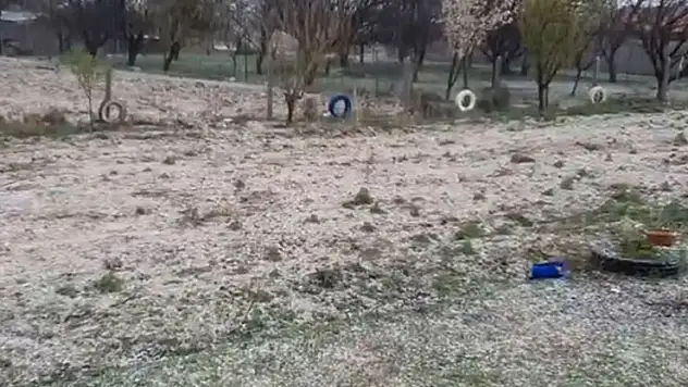 Dolu, hububatta kök hastalığına davetiye çıkardı