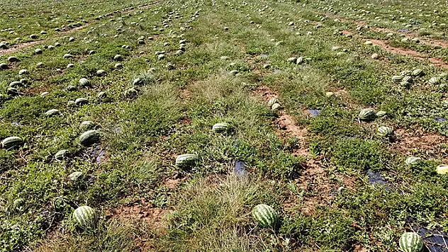 Dolunun zarar verdiği 700 dönüm karpuz tarlada kaldı toplama maliyetli, nakliye pahalı 