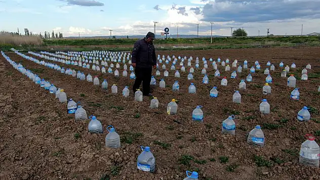 Domates fidelerini doludan korumak için bulduğu çözüm akıllara durgunluk verdi
