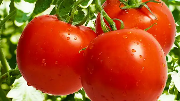 Domates Fiyatları Dolar Ve Euroyu Solladı