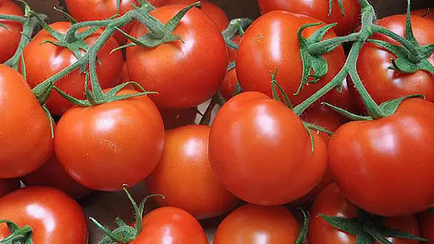 Domates üretiminin yarısı beş ilde