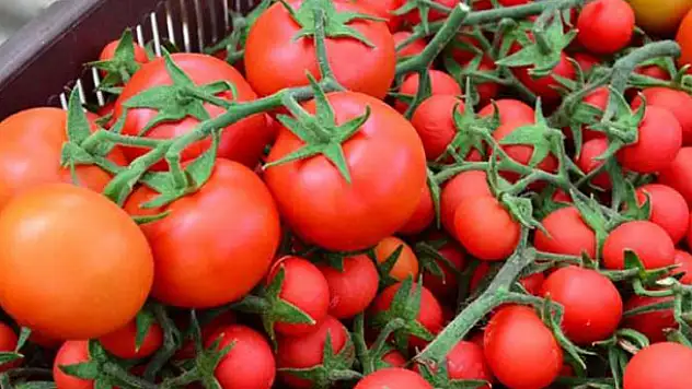 Domatesin fiyatı neden bu kadar yükseldi?