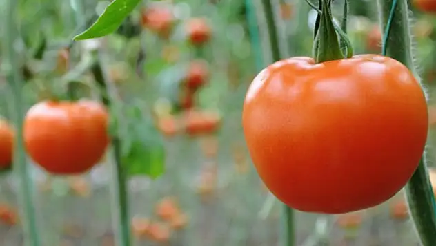 Domatesin fiyatı yüzde yüz arttı