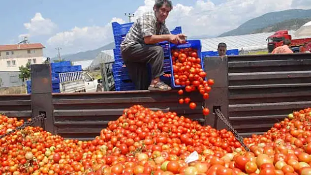 Domatesin kasası 2 TL'ye düştü