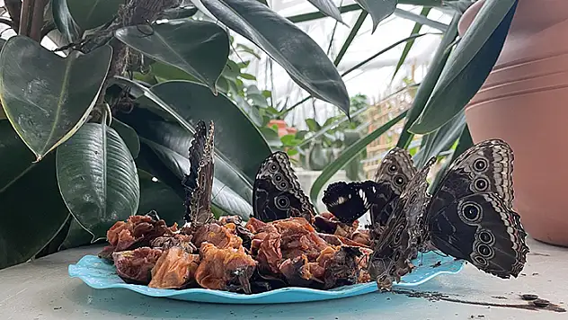 Dondurucu soğuklarda Tropikal Kelebek Bahçesi ziyaretçisinin içini ısıtıyor

