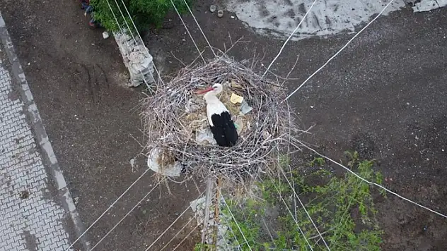 Dronu gören leylek yumurtalarını saklamaya çalıştı
