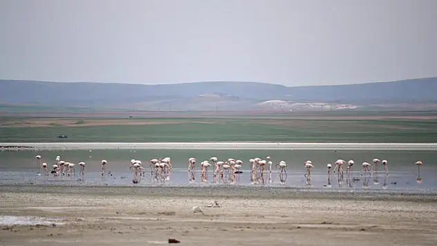 Düden Gölü'ne flamingolar gelmeye başladı